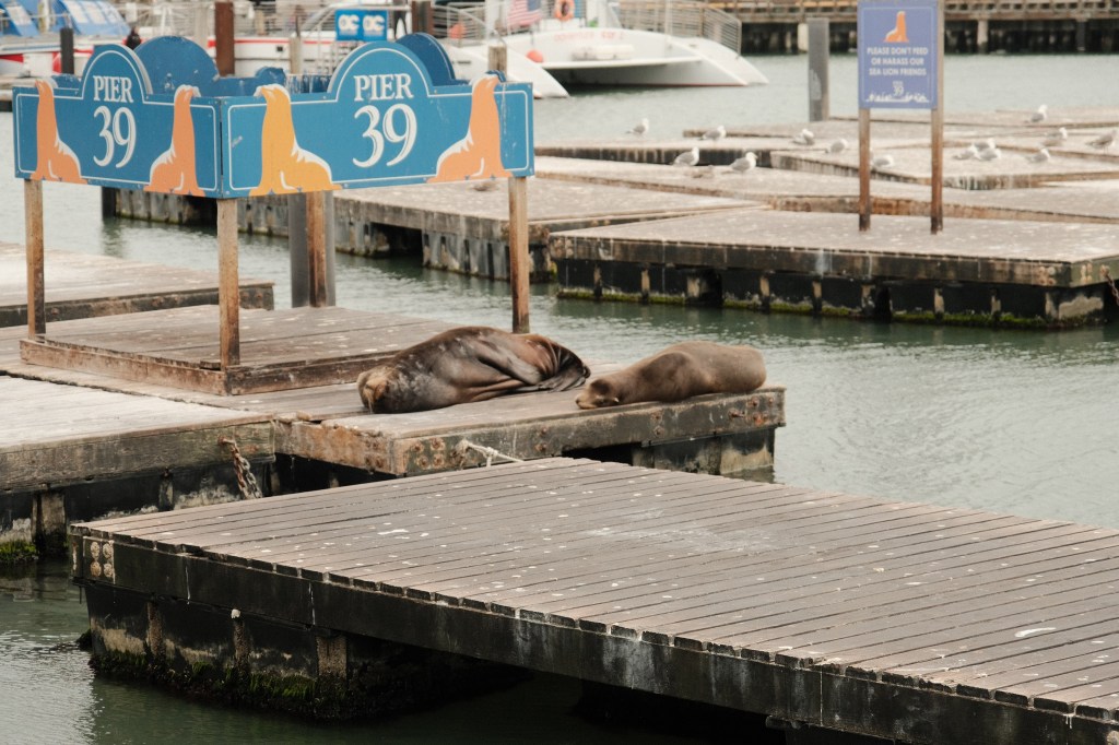 San Francisco Part XVIII: Pier 39 and the Most Unforgettable Meal at the Franciscan Crab Restaurant